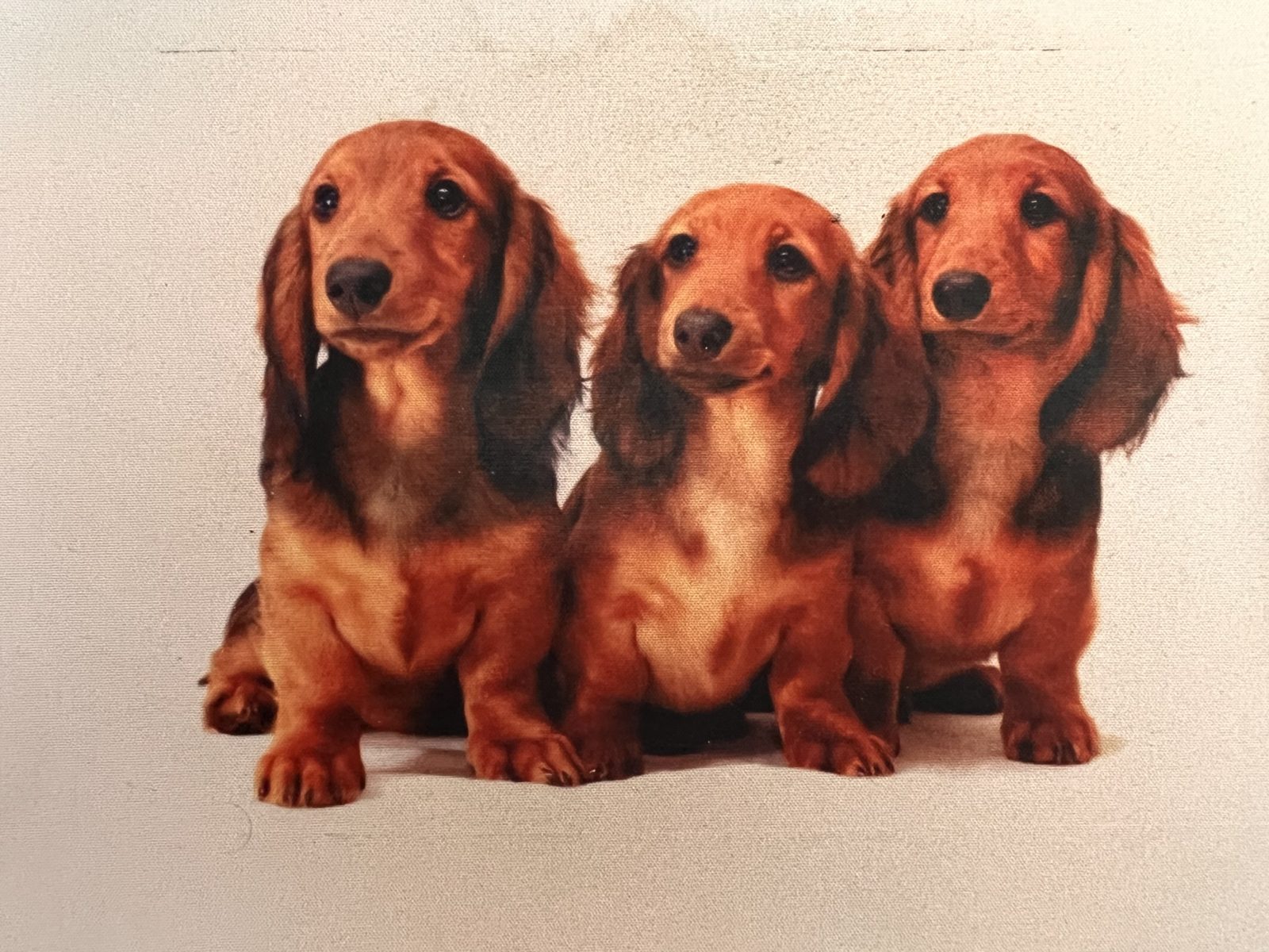 Dogs2